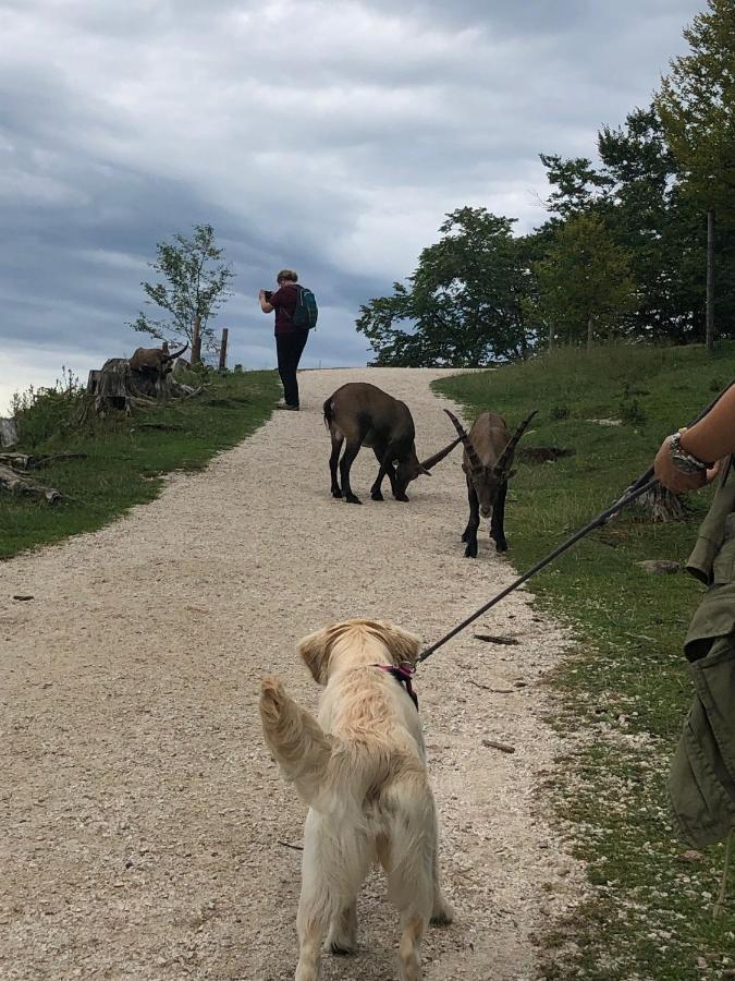 Millies Hosting - Familienurlaub Mit Hund In Kaernten Sankt Paul im Lavanttal Exteriör bild